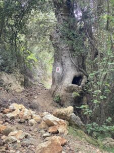 Baumriesen im Magic Forest